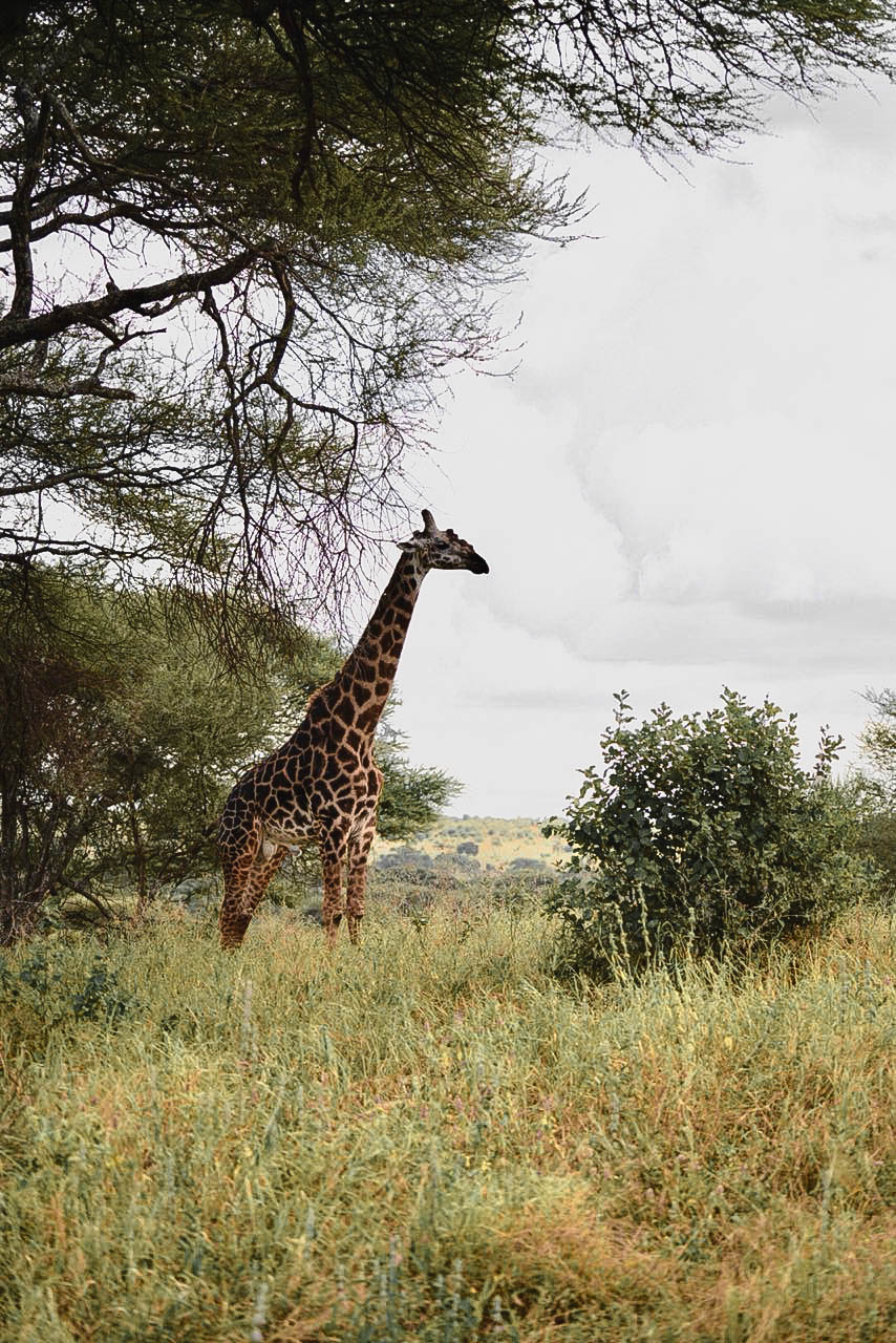Safari Look für Männer Mister Matthew Tarangire National Park Tansania Afrika 18