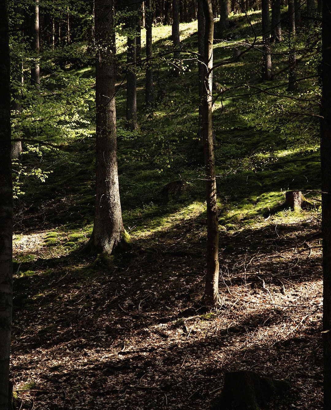 Urlaub im Wald: 3 Buchungsportale.