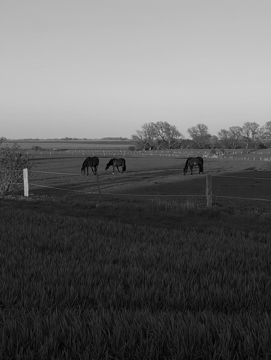 Feld mit Pferden in schwarz-weiss